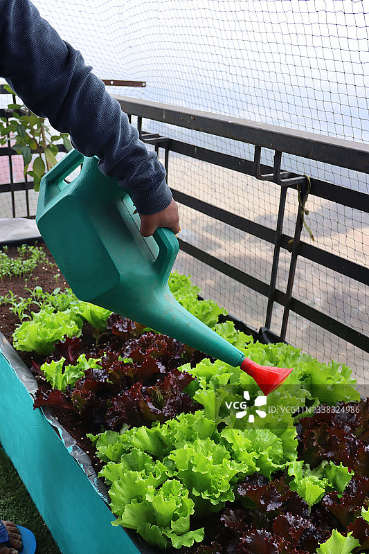 园丁浇灌红色和绿色珊瑚生菜叶子的特写图片素材