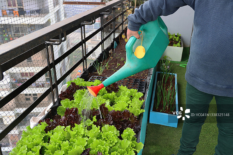 园丁浇灌红色和绿色珊瑚生菜叶子的特写图片素材