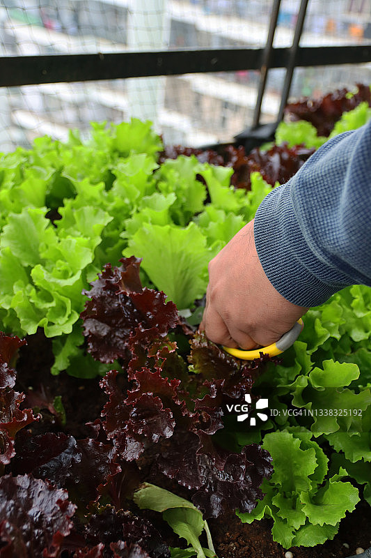 特写：园丁用剪刀采摘红色和绿色珊瑚莴苣叶图片素材
