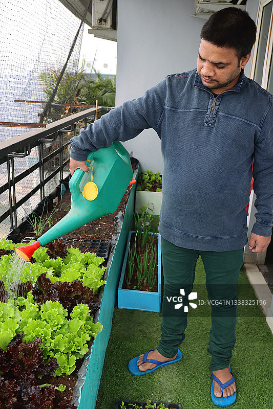 印度男园丁浇灌红色和绿色珊瑚生菜叶特写图片素材