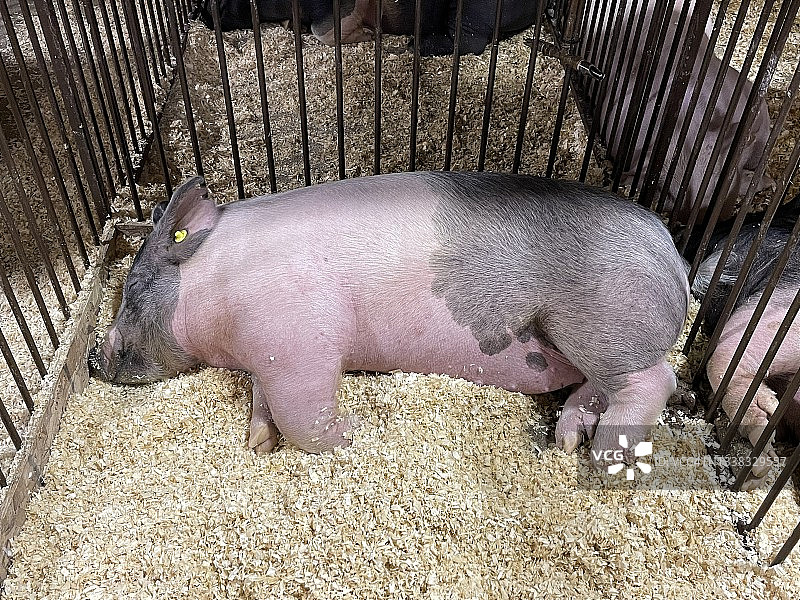 睡觉的家畜猪图片素材