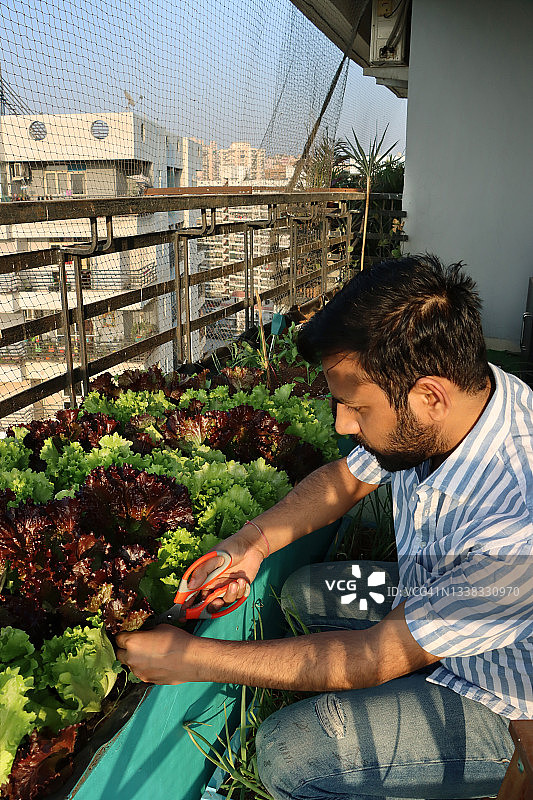 园丁用剪刀采摘红色和绿色珊瑚莴苣叶的特写图片素材