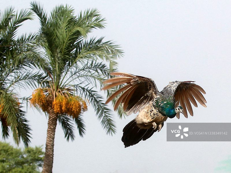 印度孔雀图片素材