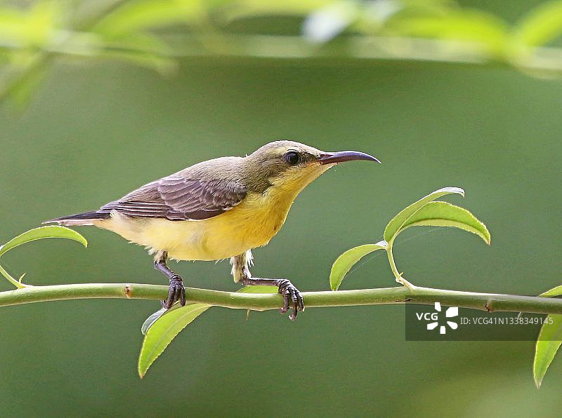 雌性太阳鸟图片素材