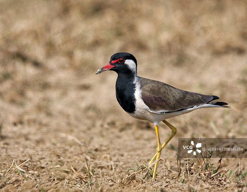 红胸鸻图片素材