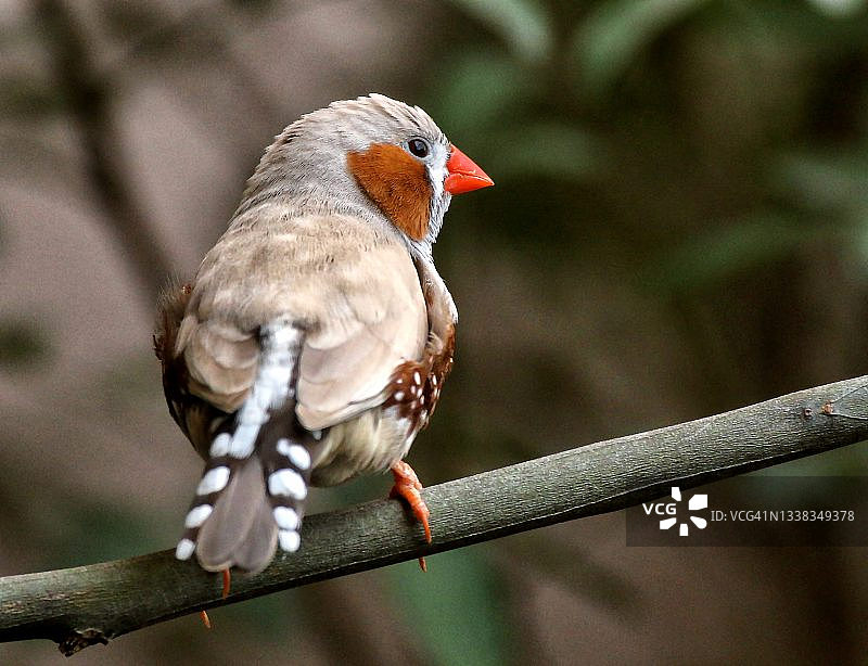 斑胸草雀图片素材