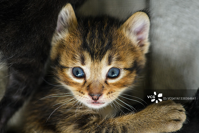 虎斑小猫图片素材