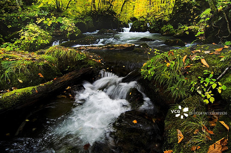 秋天的奥入濑溪流图片素材