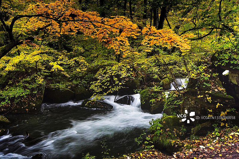 秋天的奥入濑溪流图片素材