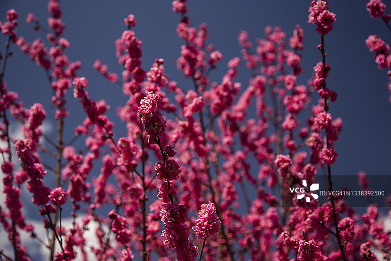 娇嫩深粉色碧桃花特写图片素材