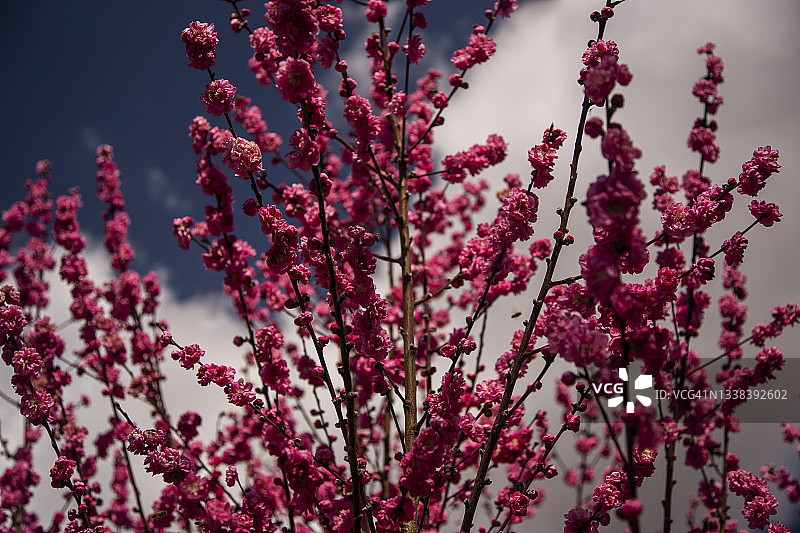 娇嫩深粉色碧桃花特写图片素材