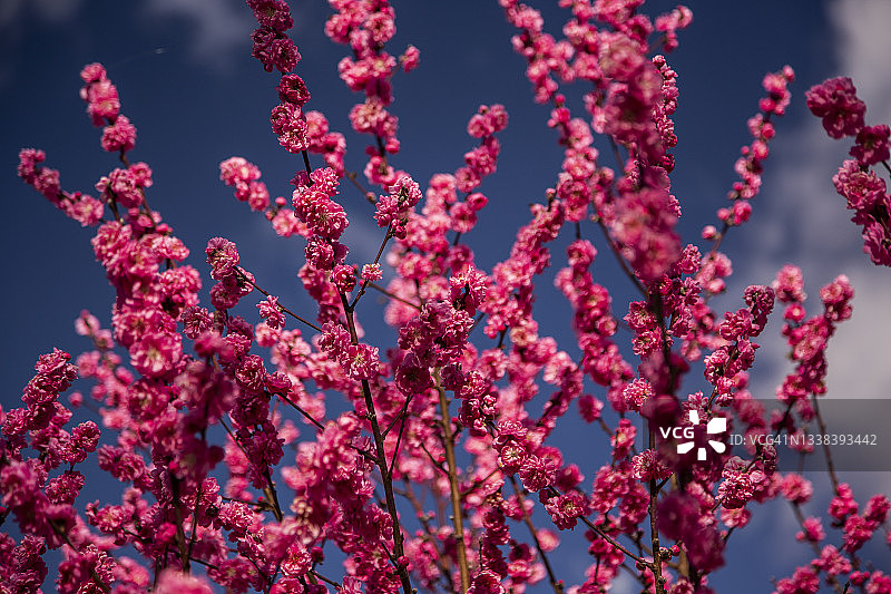娇嫩深粉色碧桃花特写图片素材