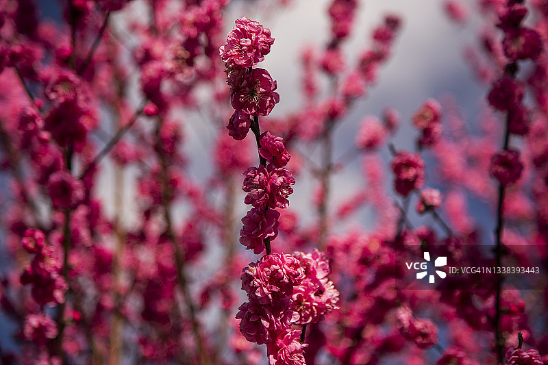 娇嫩深粉色碧桃花特写图片素材