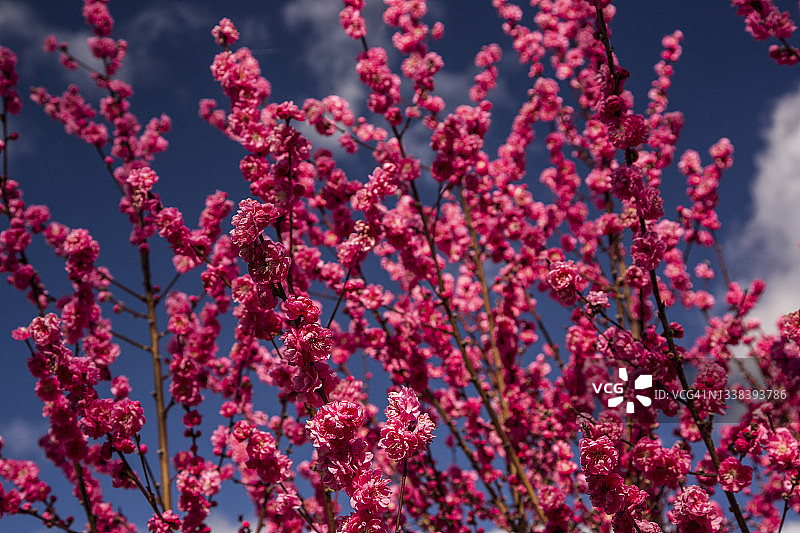 娇嫩深粉色碧桃花特写图片素材