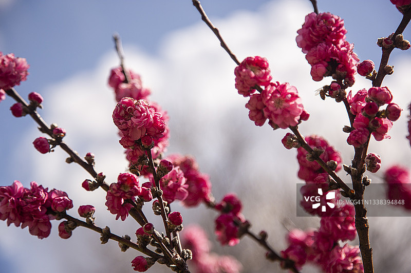 娇嫩深粉色碧桃花特写图片素材