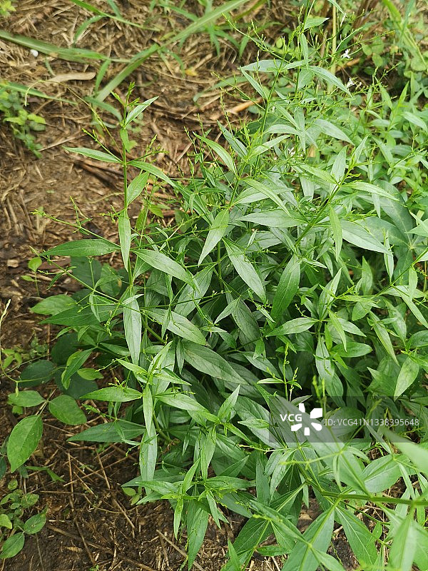 泰国草药穿心莲，花园中可预防新冠的绿色植物图片素材