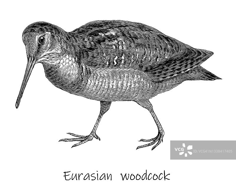 鸟类学古旧版画：欧亚丘鹬（Scolopax rusticola）图片素材