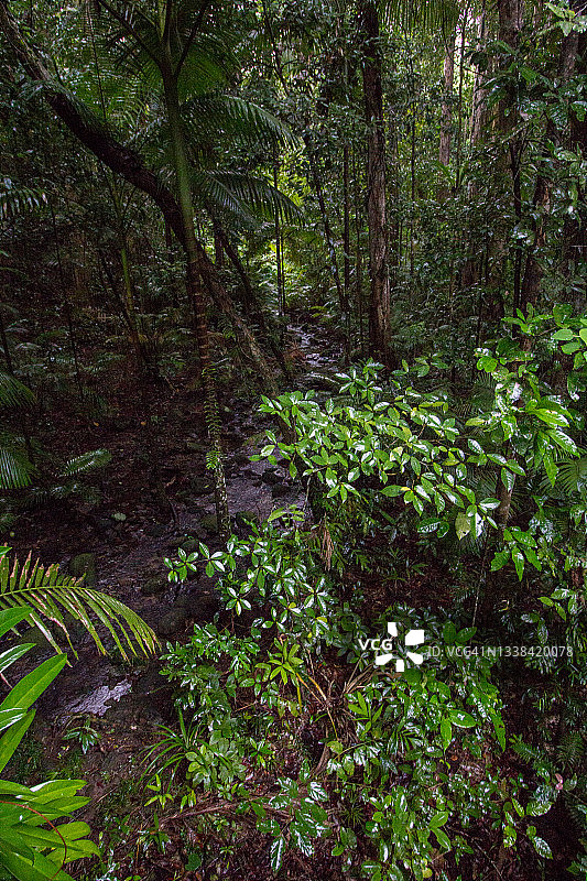 戴恩树河国家公园的莫斯曼峡谷图片素材