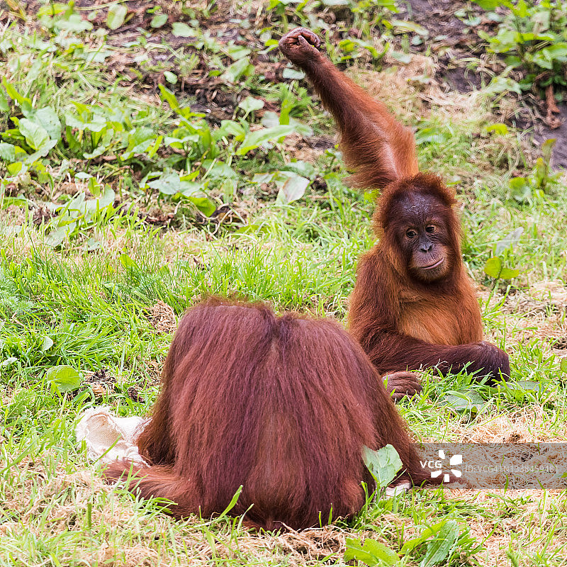 玩耍的年轻苏门答腊猩猩图片素材