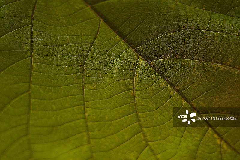 绿叶的叶脉图片素材