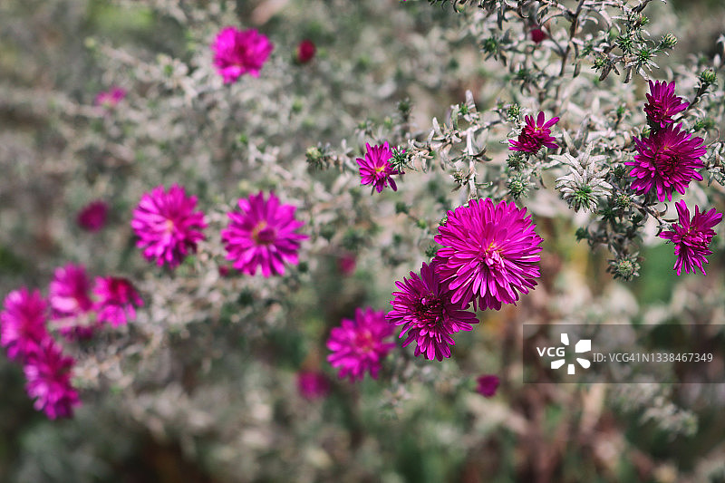 公园里的新英格兰紫菀——秋色图片素材