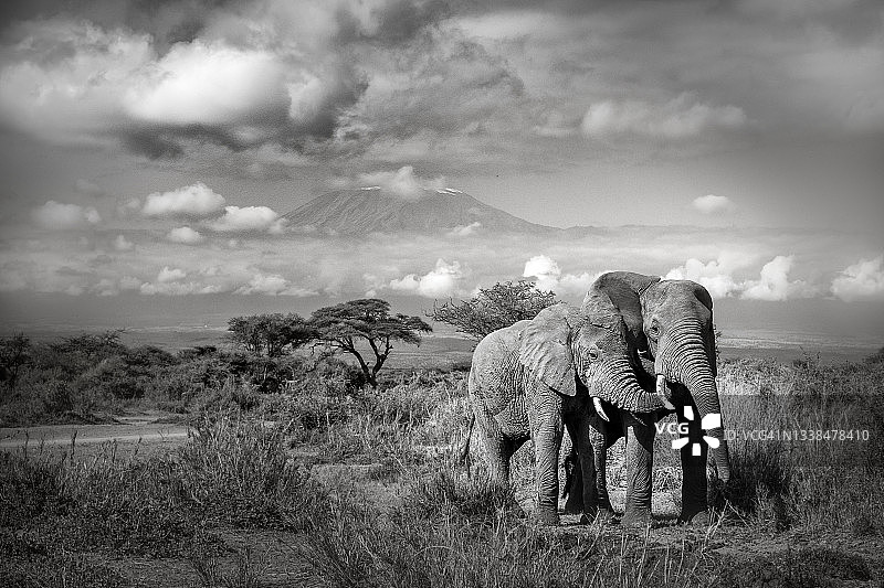 肯尼亚安博塞利乞力马扎罗山前两只大象朋友的壮丽天空图片素材