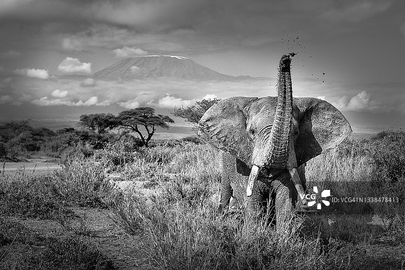 肯尼亚安博塞利举起象鼻的黑白大象图片素材