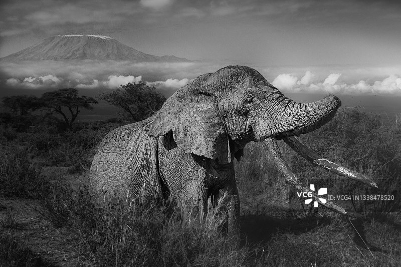 肯尼亚乞力马扎罗山前，名为克雷格的巨型非洲象享受泥浴图片素材