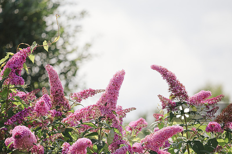 花园里的粉色醉鱼草花图片素材