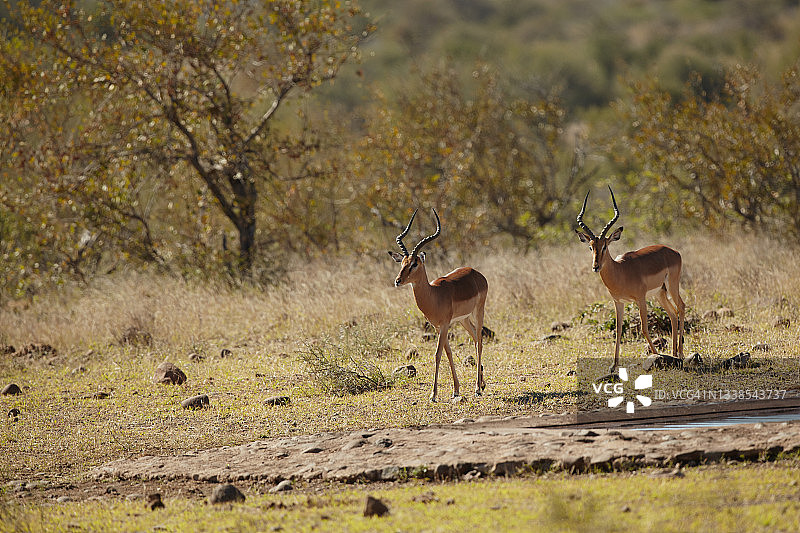 黑斑羚图片素材