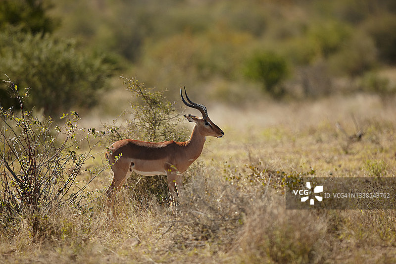 黑斑羚图片素材