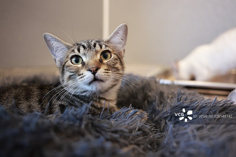 当地动物收容所里等待领养的猫图片素材