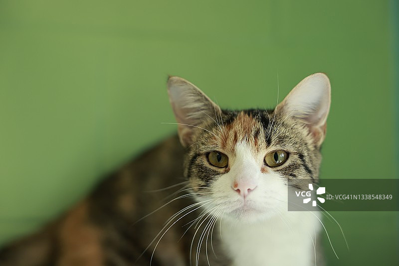 当地动物收容所里等待领养的猫图片素材