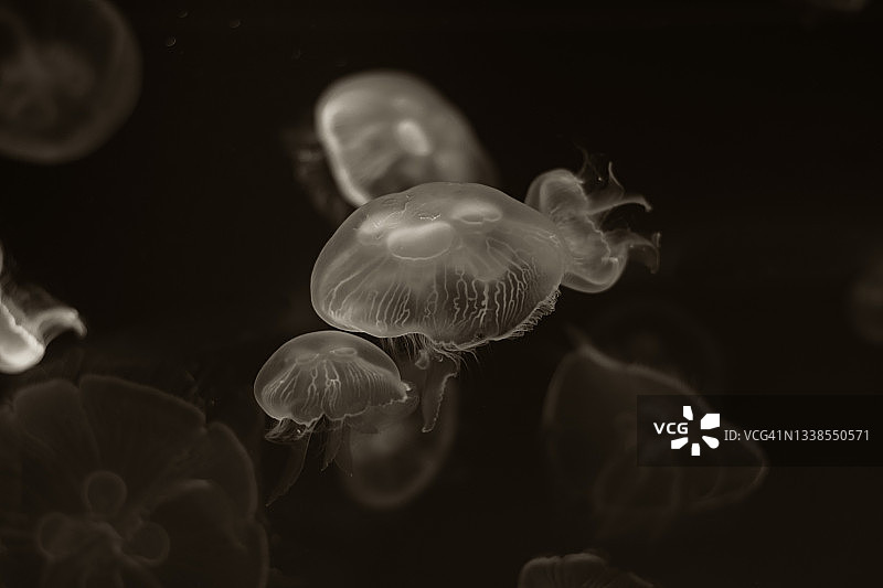 水族馆中水母的特写图片素材