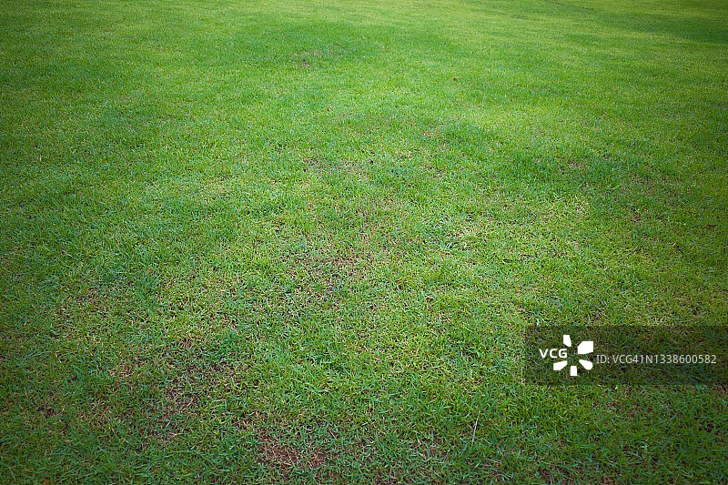 绿色草坪图片素材