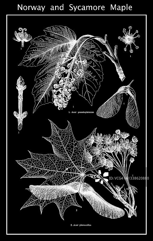 植物学古版画：挪威和北美枫香树图片素材