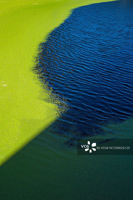 池塘上的藻类图片素材
