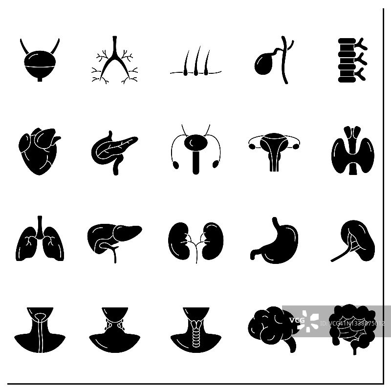 人体内脏器官轮廓图标合集图片素材