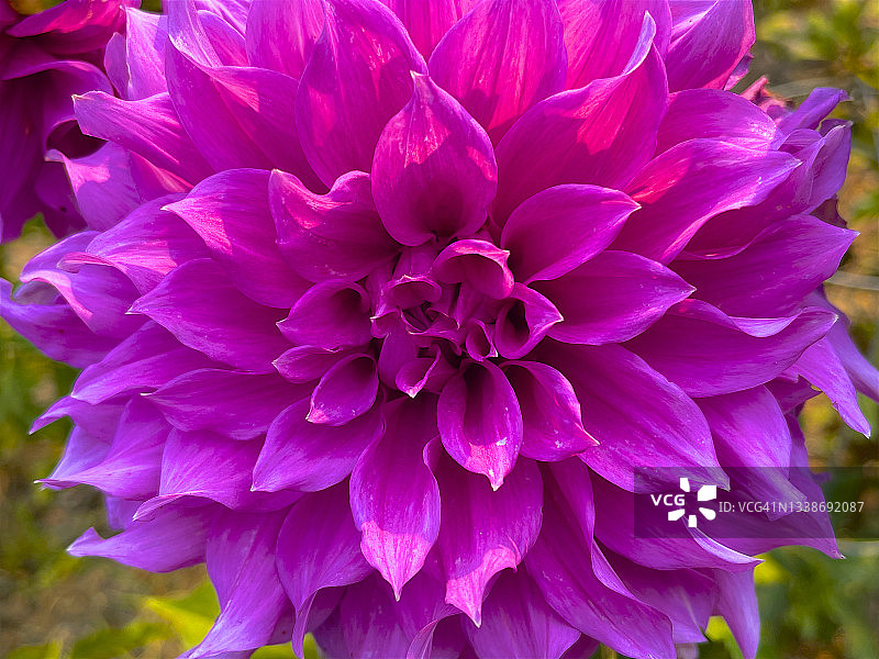 圣罗莎紫色大丽花上的鲜艳色彩图片素材