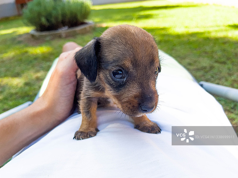 一个月大的腊肠犬幼犬和主人在后院图片素材
