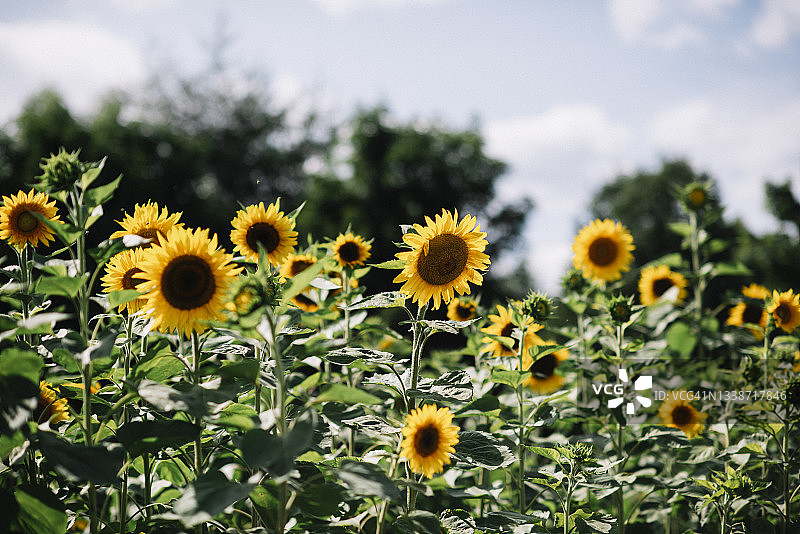 向日葵图片素材