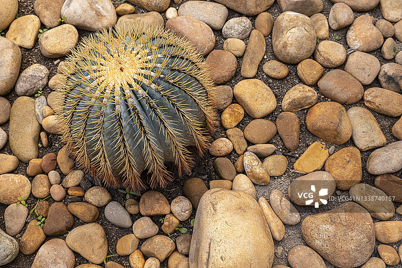 鹅卵石上的仙人掌植物图片素材