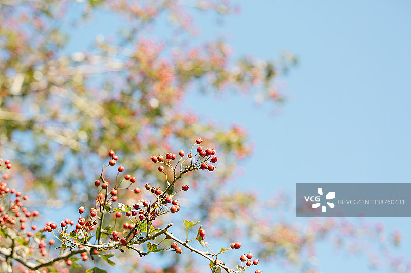 树篱中的山楂浆果图片素材