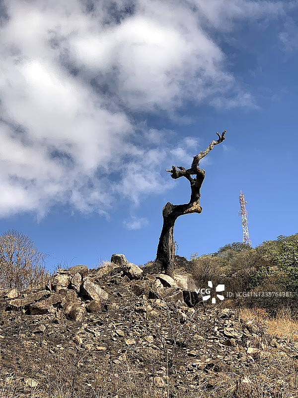 背景中有手机天线的烧焦树木景观图片素材