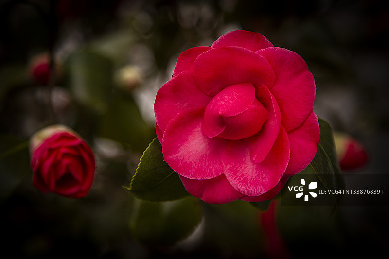 茶花“鲍勃·霍普”上的精致红花特写，焦距集中在前景上，背景虚化。图片素材