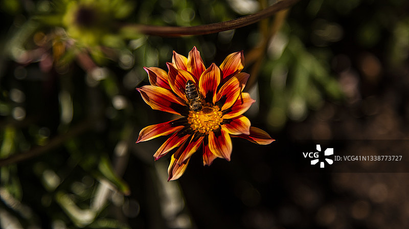 非洲菊上鲜艳的橙色和黄色条纹花朵特写，前景对焦图片素材