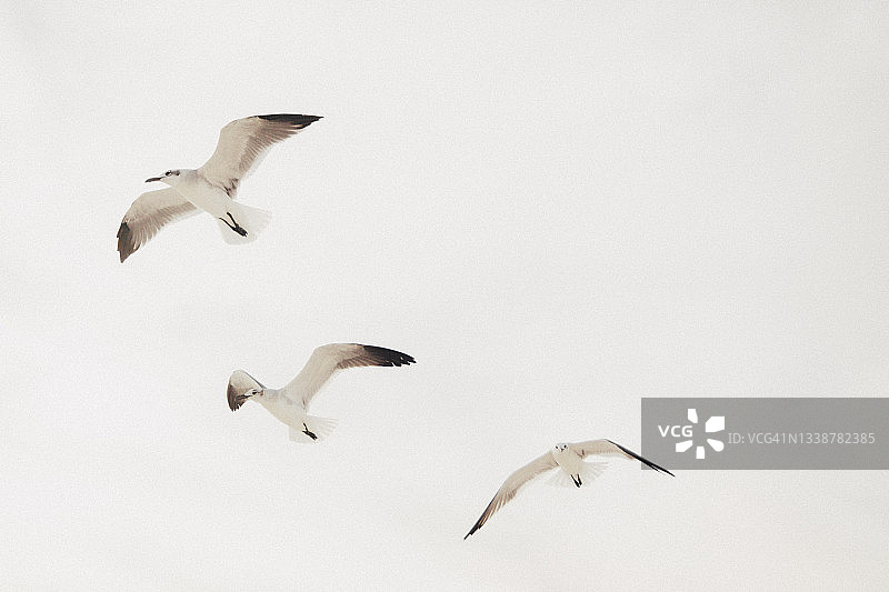 天空中飞翔的三只海鸥图片素材
