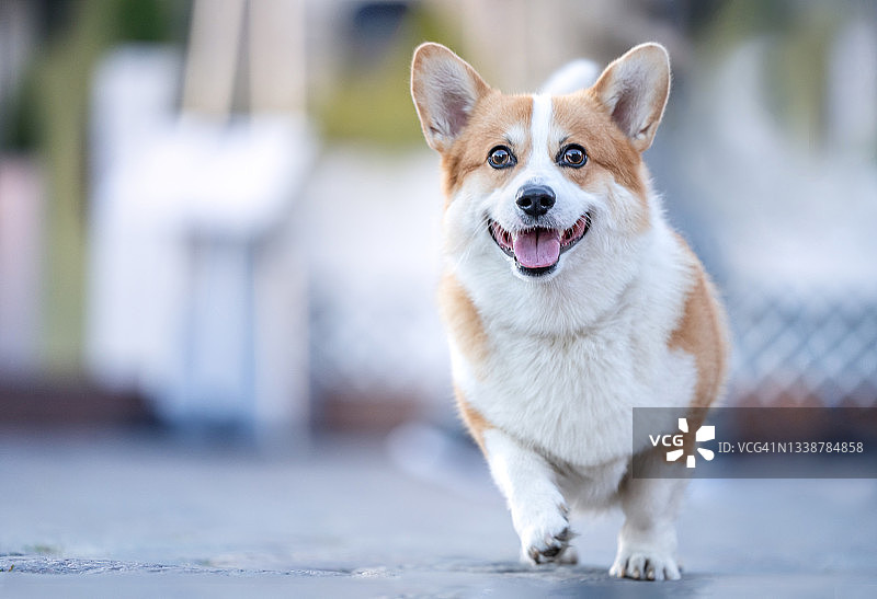 运动中的柯基犬肖像图片素材