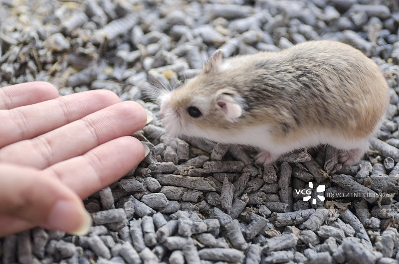 罗波夫斯基侏儒仓鼠闻着女性的手，家养啮齿动物图片素材