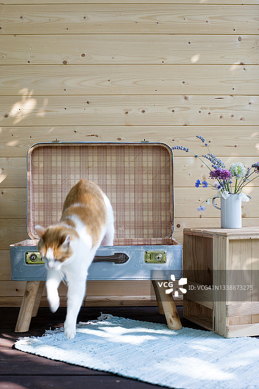 猫从行李箱床上跳下来图片素材